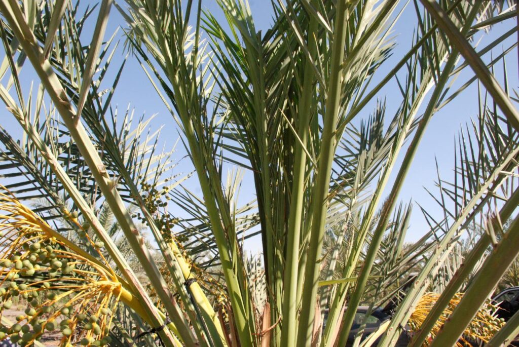 ארבעת המינים בסיטונאות,ארבעת המינים,אתרוג,ערבה,לולב,הדס,סוכות,4 המינים,לולבים,אתרוגים
